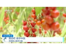 昭通市兩會關注數字農業，構建鄉村振興的數字藍海
